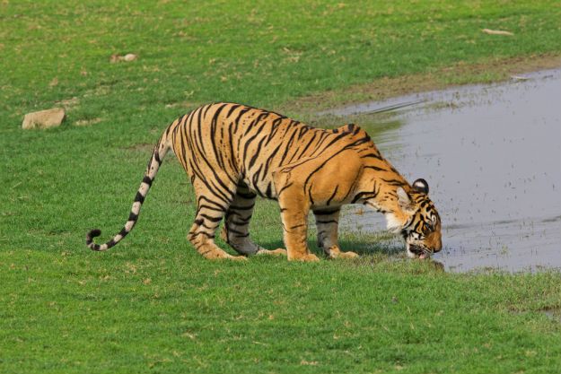 Royal Bengal Tigers in Ranthambore Will Tempt You to Visit Rajasthan