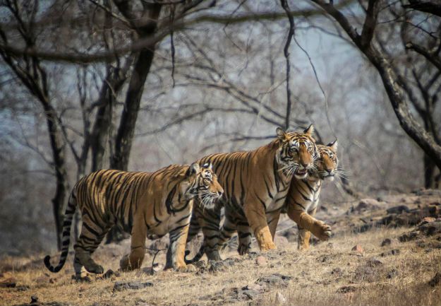 Ranthambore Tiger Reserve Map