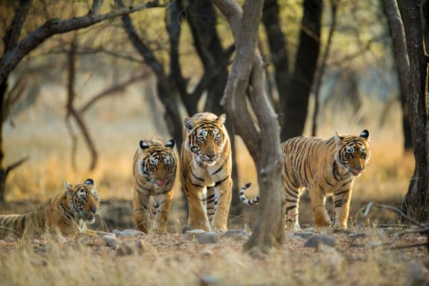 Ranthambore tiger 2