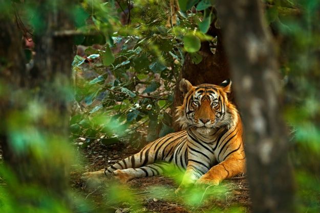Royal Bengal Tigers In Ranthambore Will Tempt You To Visit Rajasthan