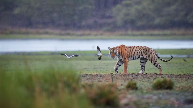 Ranthambore tiger 4