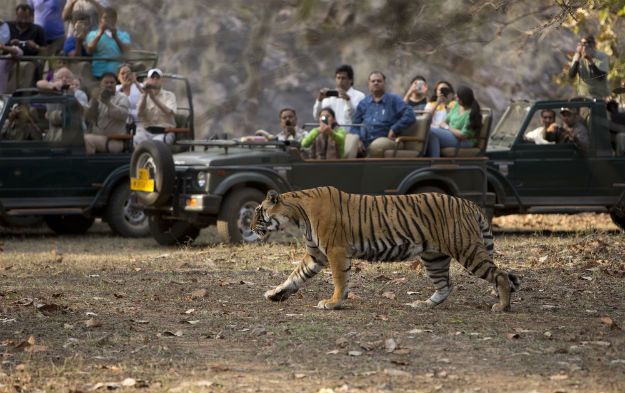 Ranthambore tiger 5