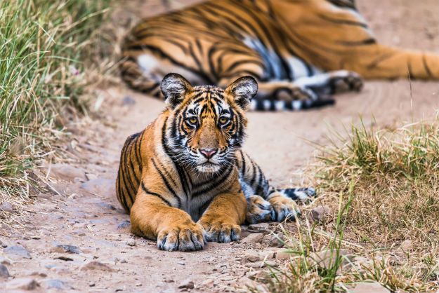 Ranthambore tiger 6