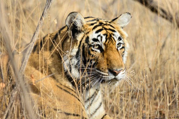 Royal Bengal Tigers in Ranthambore Will Tempt You to Visit Rajasthan