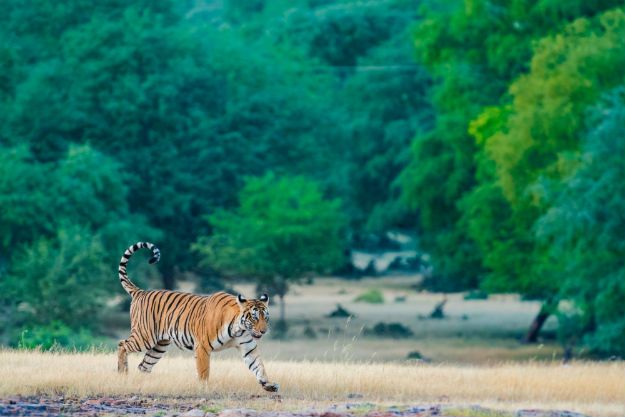 Ranthambore tiger 8