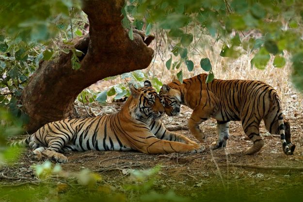 Ranthambore tiger 9
