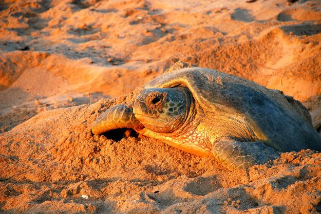 Turtle in Oman