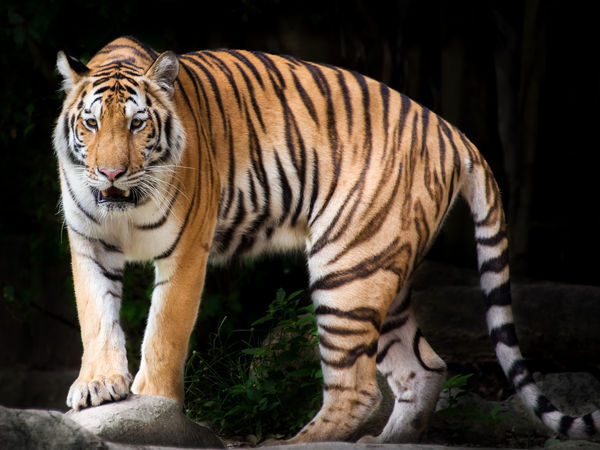 Tiger in the Mhadei Wildlife Sanctuary - Goa: Photos of Goa | Pictures ...