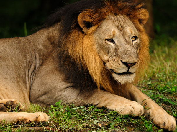 Lion in Gir National Park - Gir-Forest-National-Park-and-wildlife ...