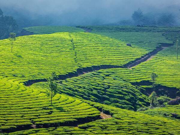 Picturesque view at Munnar - Munnar - Kerala: Photos of Munnar ...