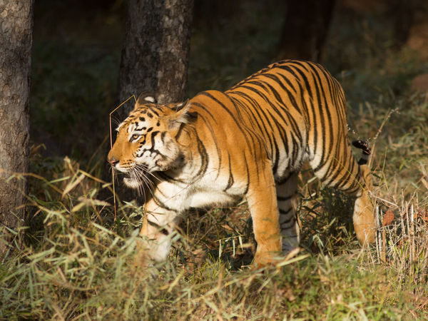 Park - Tadoba-National-Park - Maharashtra: Photos of Mumbai | Pictures ...