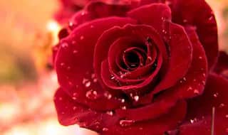 7 flowers you can gift your Valentine