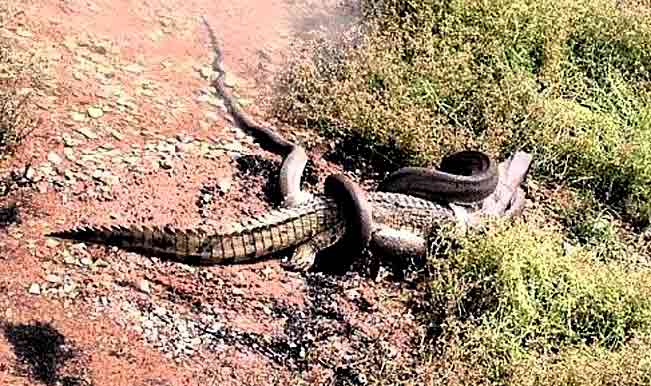 Watch Python vs Croc: 10-foot water python gobbles crocodile after an ...