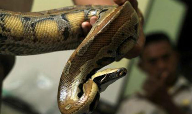 Kerala snake lover successfully hatches 5 baby pythons at home - India.com