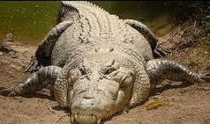 Killed: Man-eating albino crocodile who ate up 57-year-old in Australia
