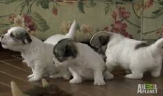 Cuteness overloaded: Baby goat finds innovative ways to play with cute puppies!