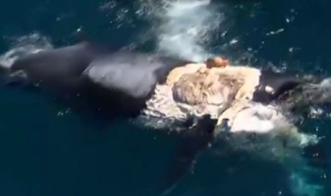 Australian man tries to surf on a whale carcass | India.com
