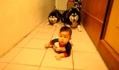Cuteness Overload: Adorable dogs encourage a cute toddler to crawl! (Watch Video)