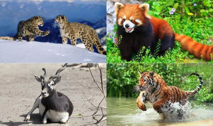 very rare animals in the world with names