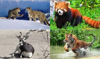 10 Endangered Animals in India That You Should See Before They Vanish!