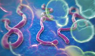 United Nations reports significant drop in Ebola cases