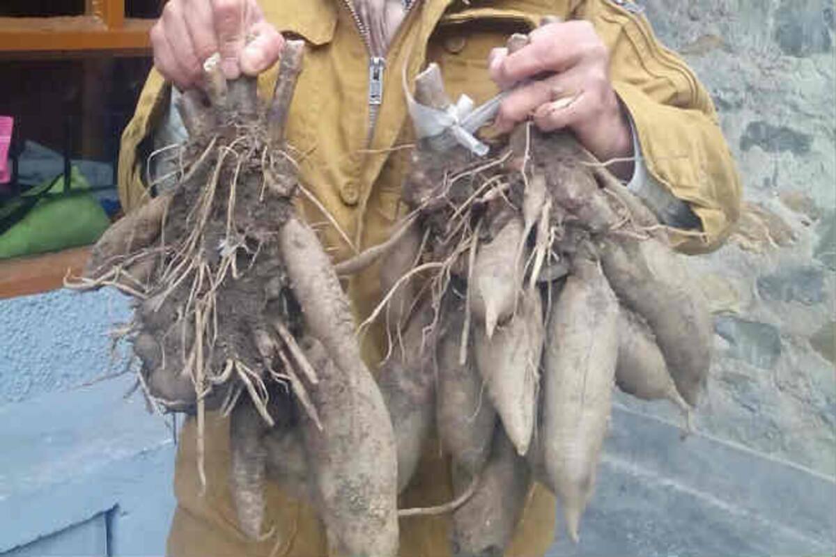 Ground apple - a crop that can boost Himachal Pradesh's economy ...