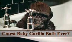 Cutest Animal Video Ever? This baby Gorilla and Chimpanzee's bathing clip will make you go aww!