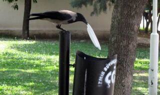 These viral pictures prove a crow is more responsible than humans!