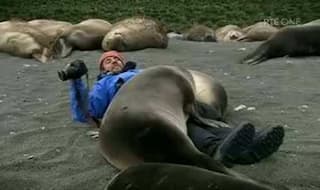 Aww! Seals cuddle up to photojournalist and want his camera, too! (Watch video)