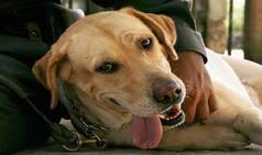 Dogs behave 'negatively' to people who are mean to their master