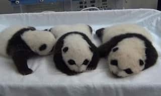 Aww! Miracle panda triplets open their eyes for the first time! (Watch video)