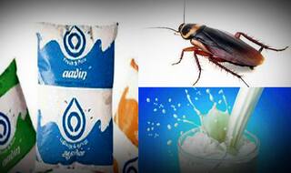 Yuck! Cockroach found in Aavin milk pouch in Coimbatore