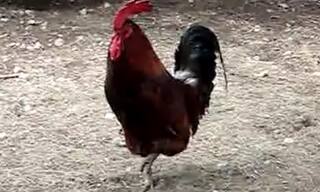 एक मुर्गे ने फैलाई अशांति जिसे रोकने के लिए तीन थानो की पुलिस को आना पड़ा