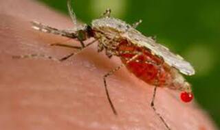 Dengue in Delhi: Congress holds AAP government and BJP civic bodies responsible