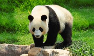 Giant panda gives birth to cub in China: over lakh view online