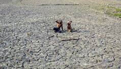 Debt-ridden farmer commits suicide in Lingapur village