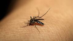 Dengue: 2 more tested positive in Jammu, total 21 cases