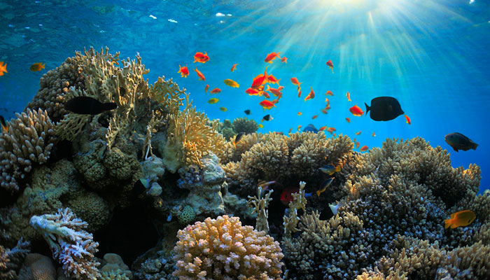 Coral site found in Arabian Sea off Konkan coast - India.com