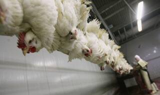 #Meatban: Jains fast to protest civic body stand on meat ban issue