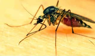 Lady constable dies of dengue in Ghaziabad, 60 tested positive