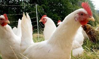 Eat chicken if pulses are dearer: Pakistan minister