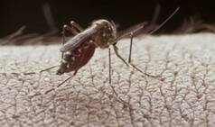 9 tested positive for dengue in Jammu