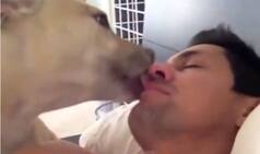 Aww! You will definitely fall in love with these dogs trying to wake up their masters!
