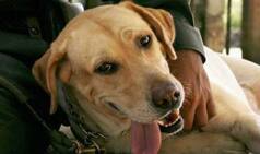 Activists stage protest against culling of stray dogs in Kerala