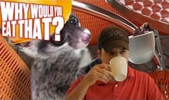 International Coffee Day: Know about Kopi Luwak, expensive coffee made from animal poop!