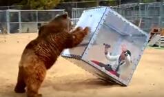 Japanese TV show makes bear attack woman in cube!