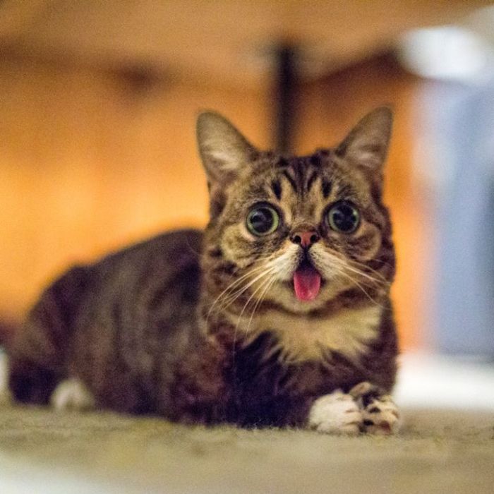 lil bub stuffed cat