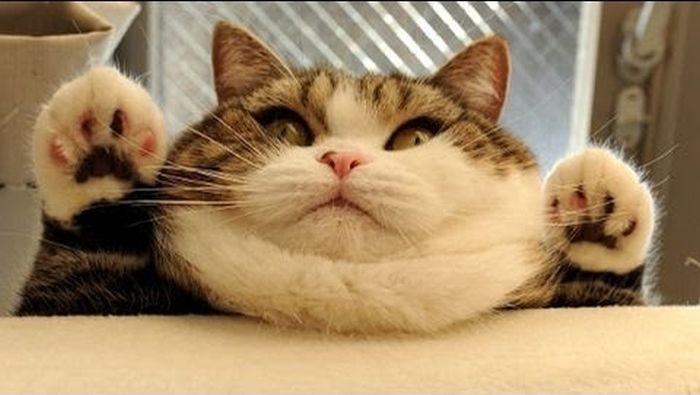 19 Funny Cat Pictures That Will Instantly Cheer You Up India 19 Funny Cat Pictures That Will Instantly Cheer You Up India