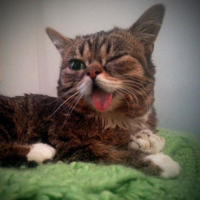 36 Lil Bub photos that redefine the word 'cuteness'!