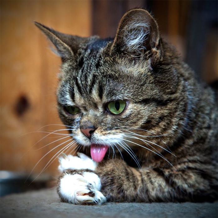 lil bub stuffed cat